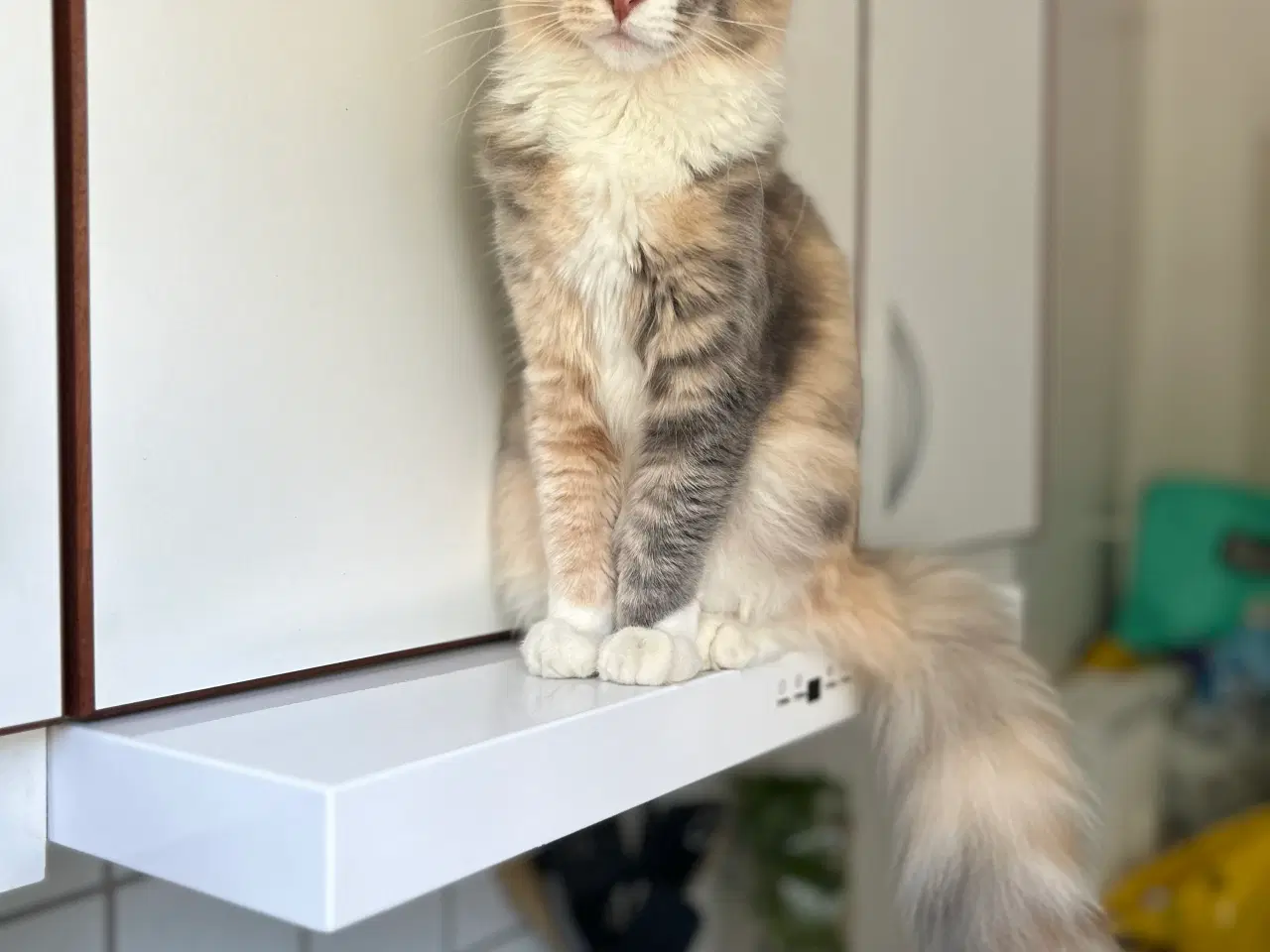 Billede 3 - Maine coon kat