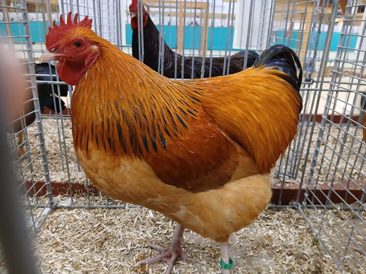 Billede 11 - Dværg Sussex, både høner og haner