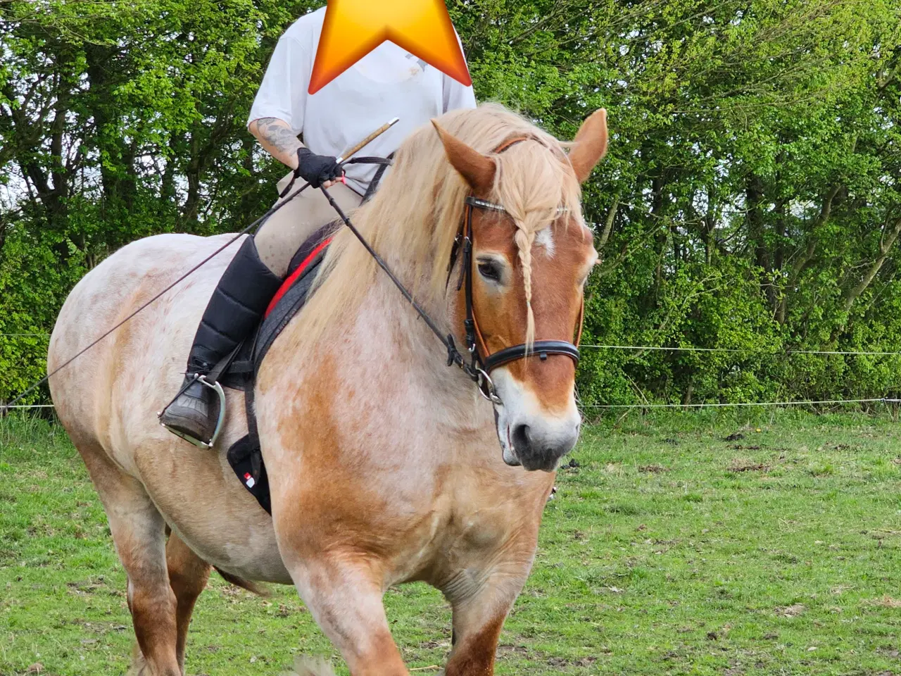 Billede 3 - Ardenner hoppe 11 år 