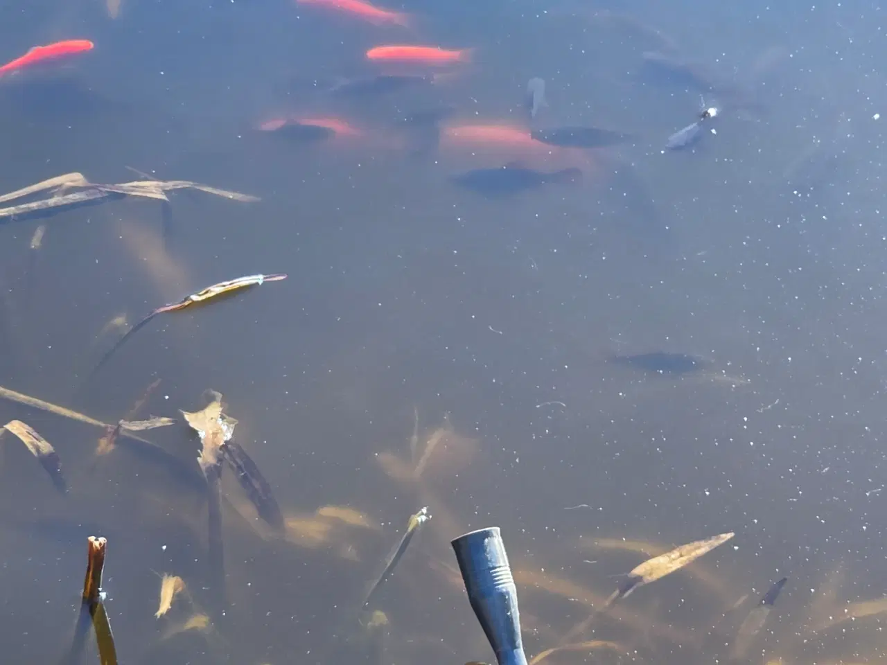 Billede 1 - Fiskedam