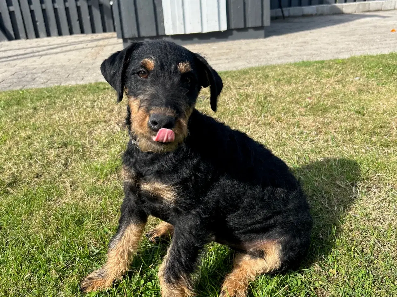 Billede 9 - Tysk jagtterrier hanhvalp