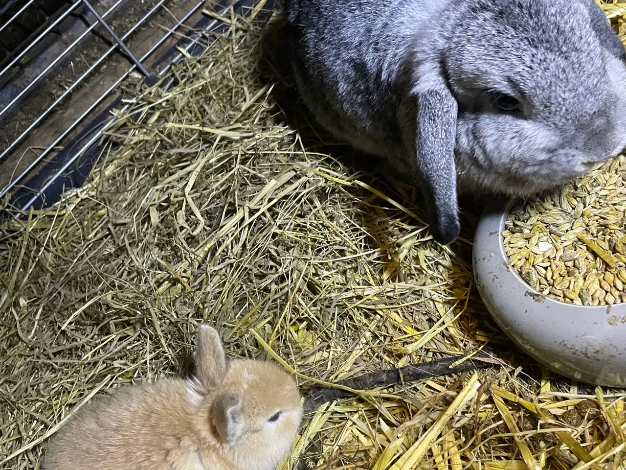 Billede 4 - Dværg vædder unger