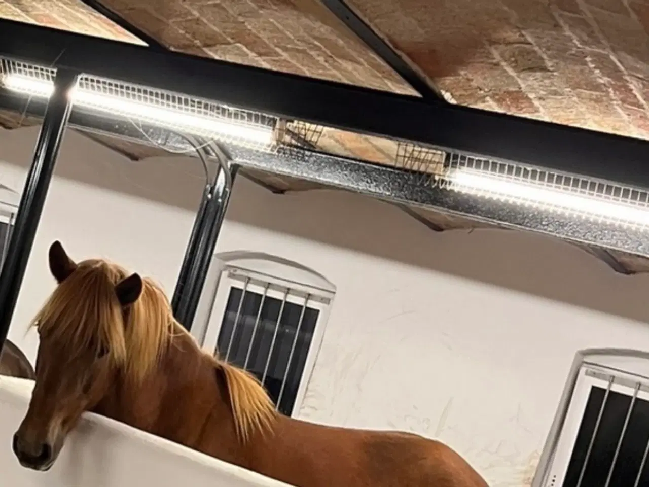 Billede 8 - Smuk og alsidig islænderhoppe