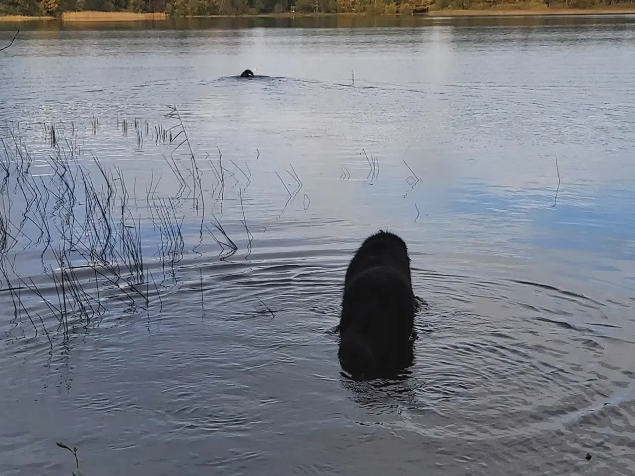 Billede 4 - Landseer, Berner Sennen + Newfie