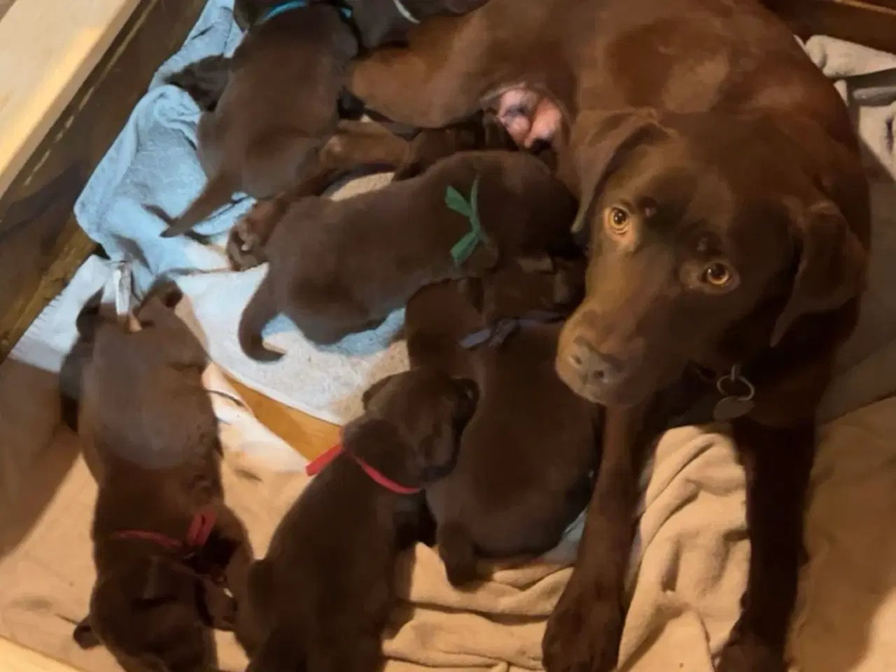 Billede 4 - Brune Labrador tævehvalpe