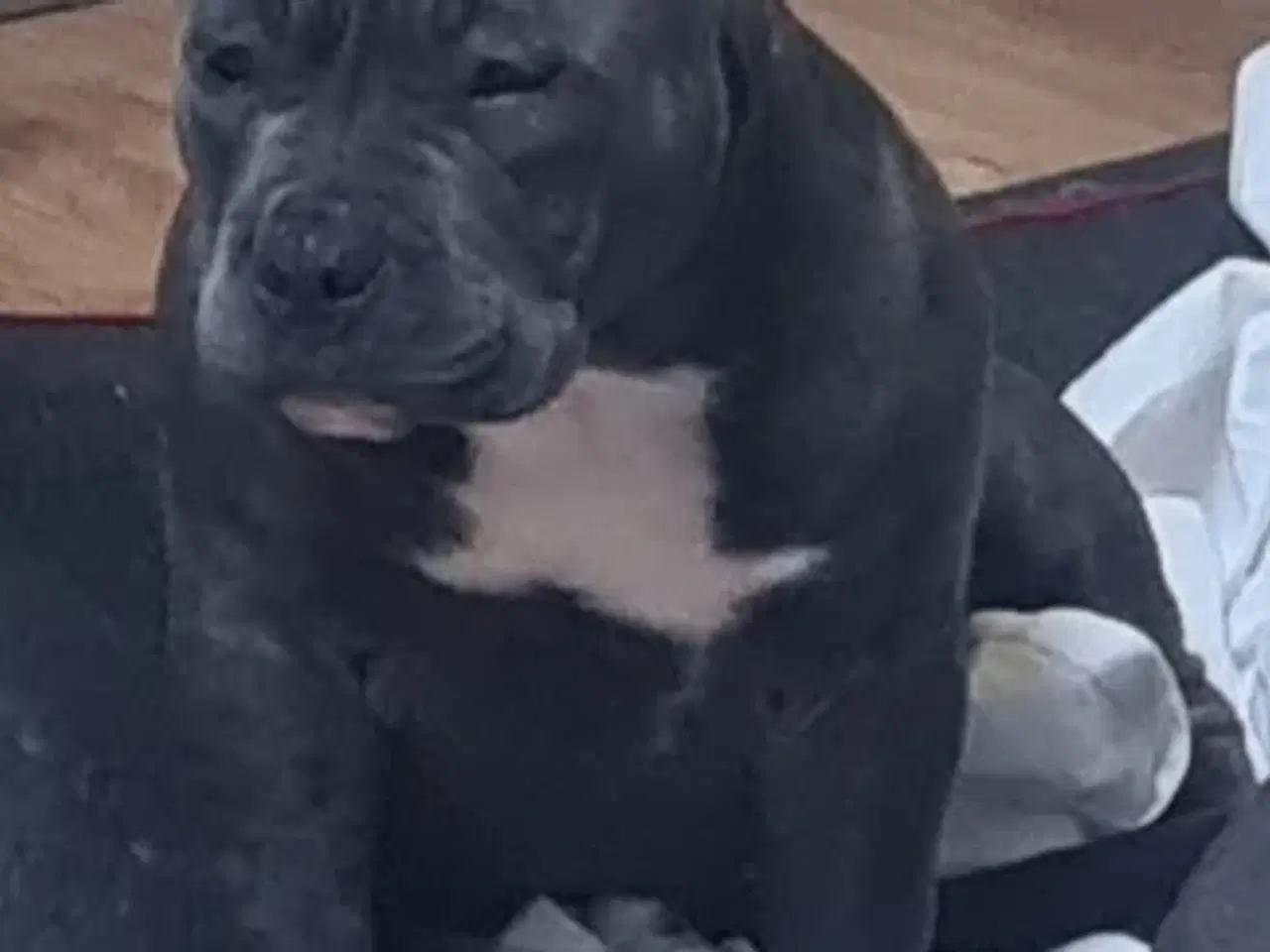 Billede 5 - American Bully Pocket ABKC