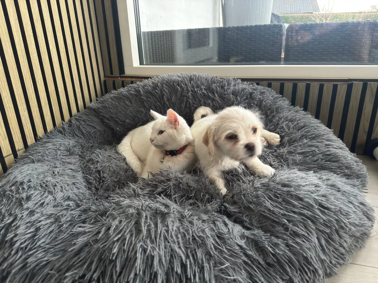 Billede 1 - Han Hvalpe 