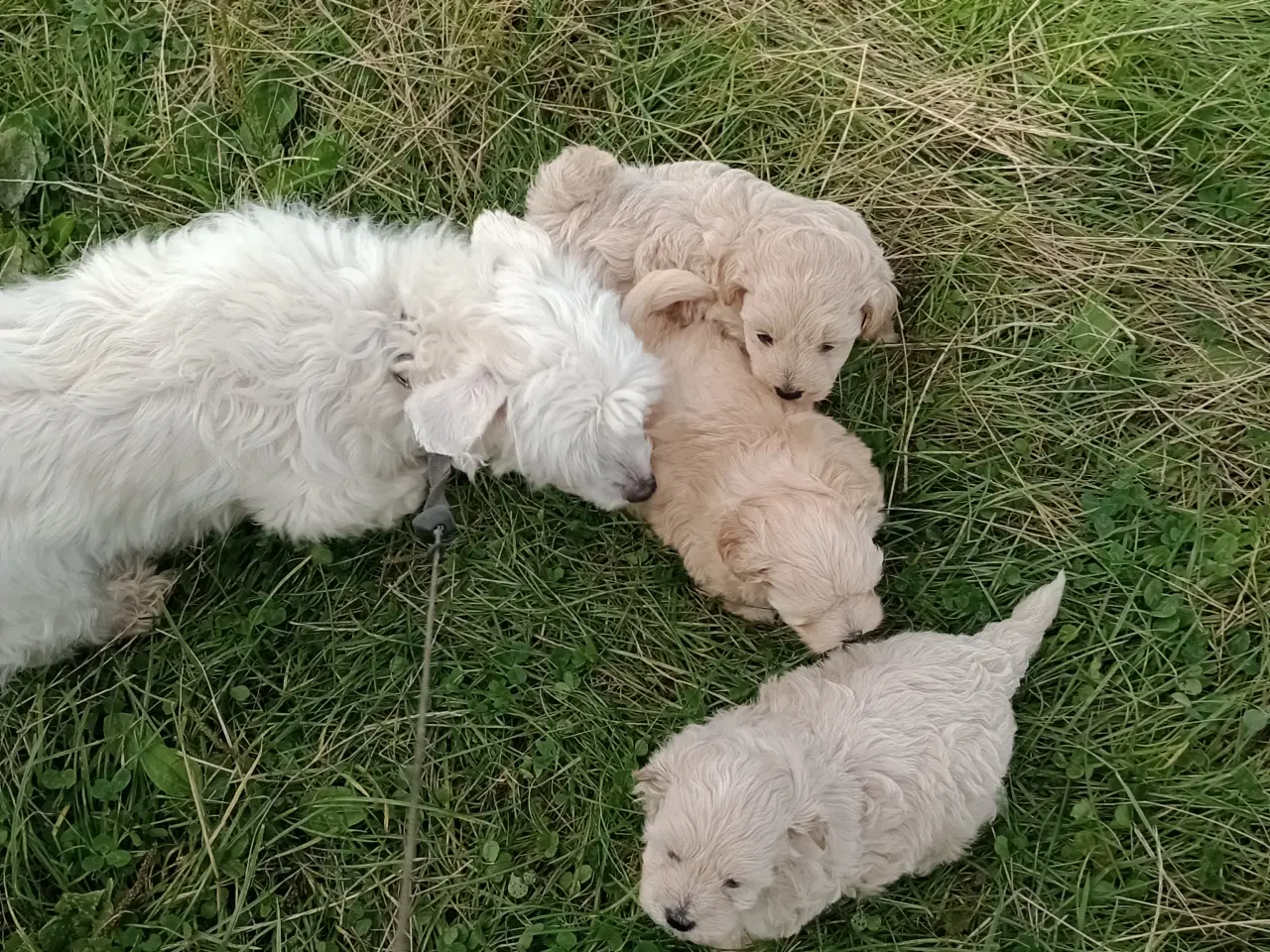 Billede 1 - Maltipoo hvalpe