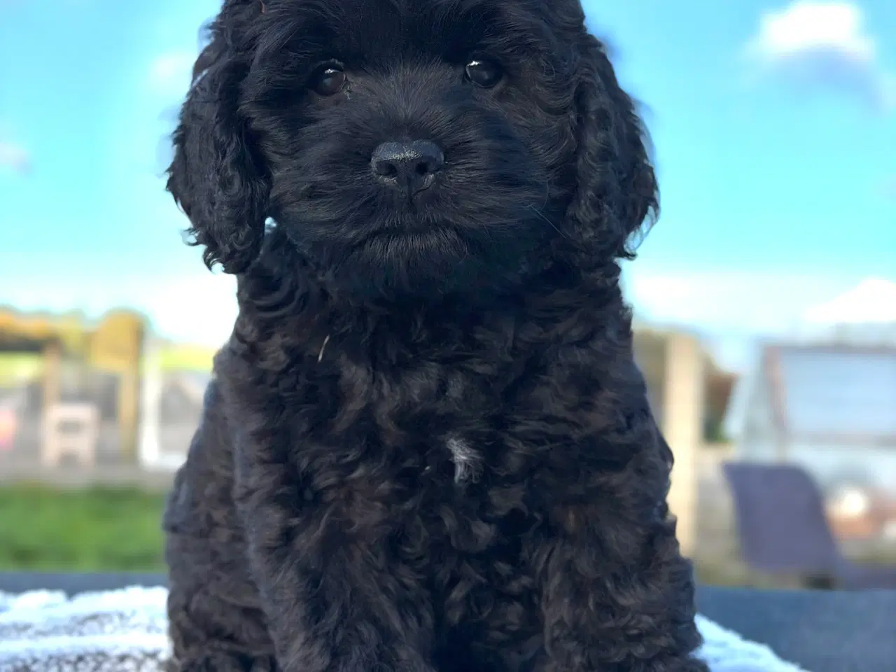 Billede 3 - Amerikanske Cockapoo Piger