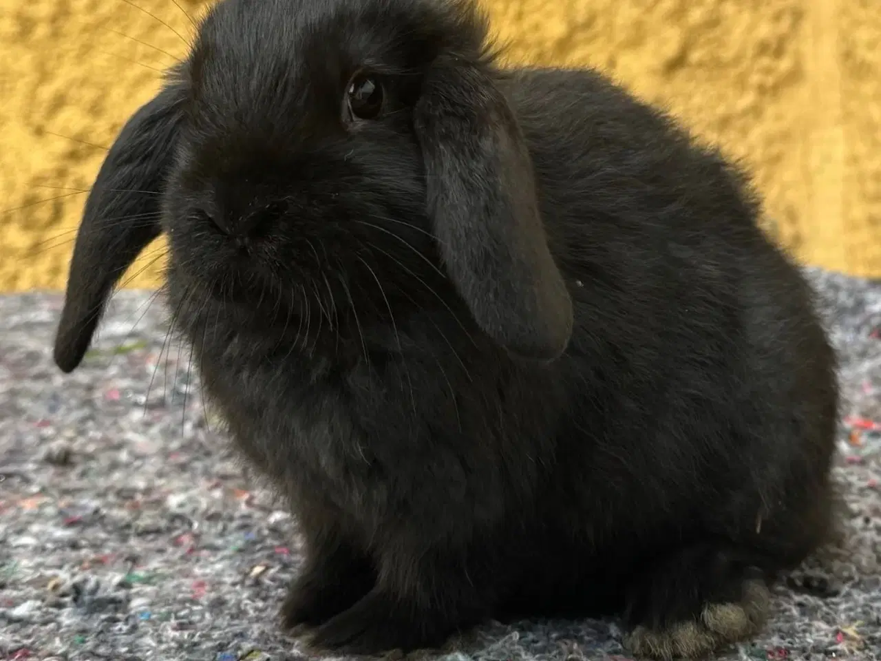 Billede 3 - Han Dværgvædder unge sælges 