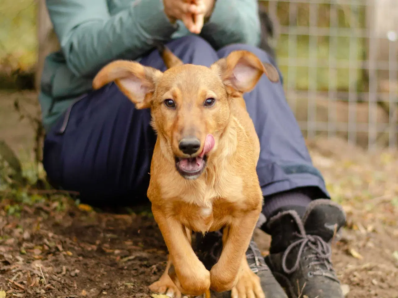 Billede 1 - Sødeste Charlie søger 4ever familie 💙