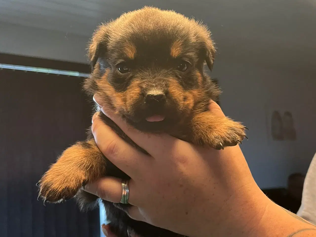 Billede 9 - Ægte Rottweiler