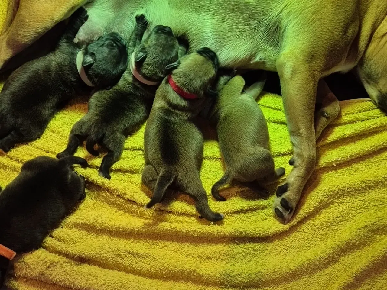 Billede 1 - Staffordshire bull terrier