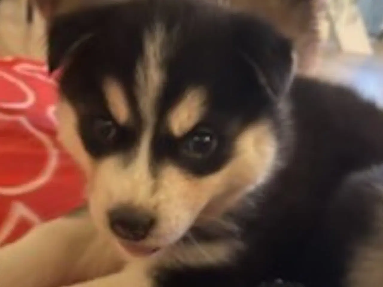 Billede 4 - Husky hvalpe sælges.