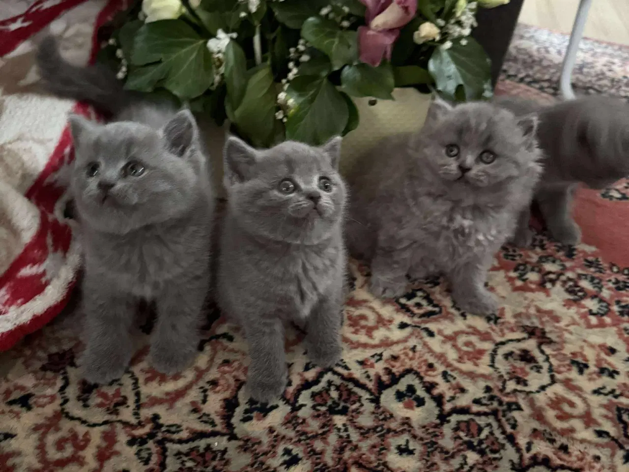 Billede 4 - 2 boy and 1 beautiful baby girl British shorthair