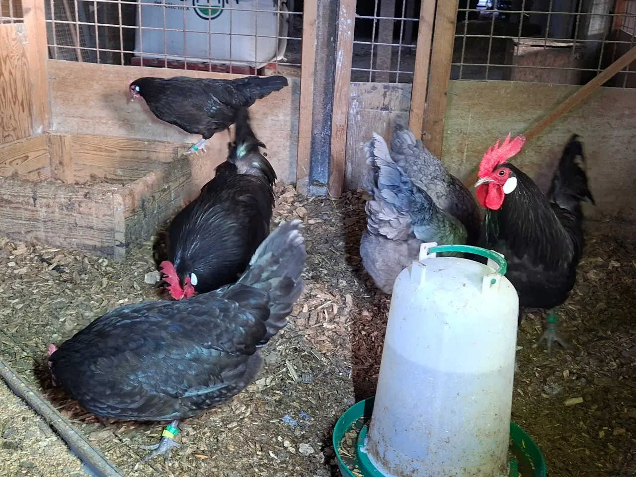 Billede 3 - Høns