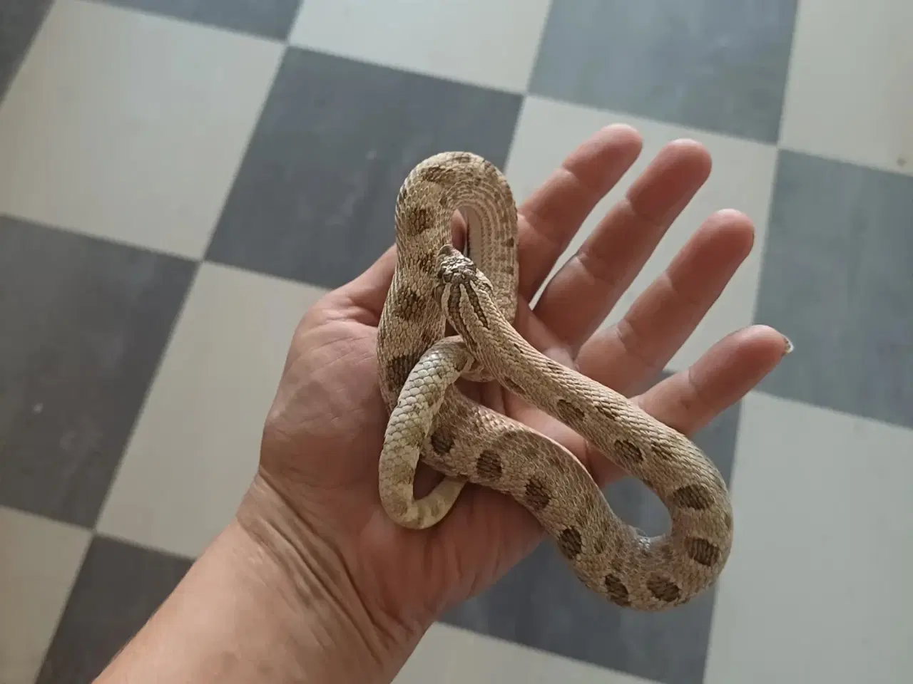 Billede 2 - Slanger sælges 