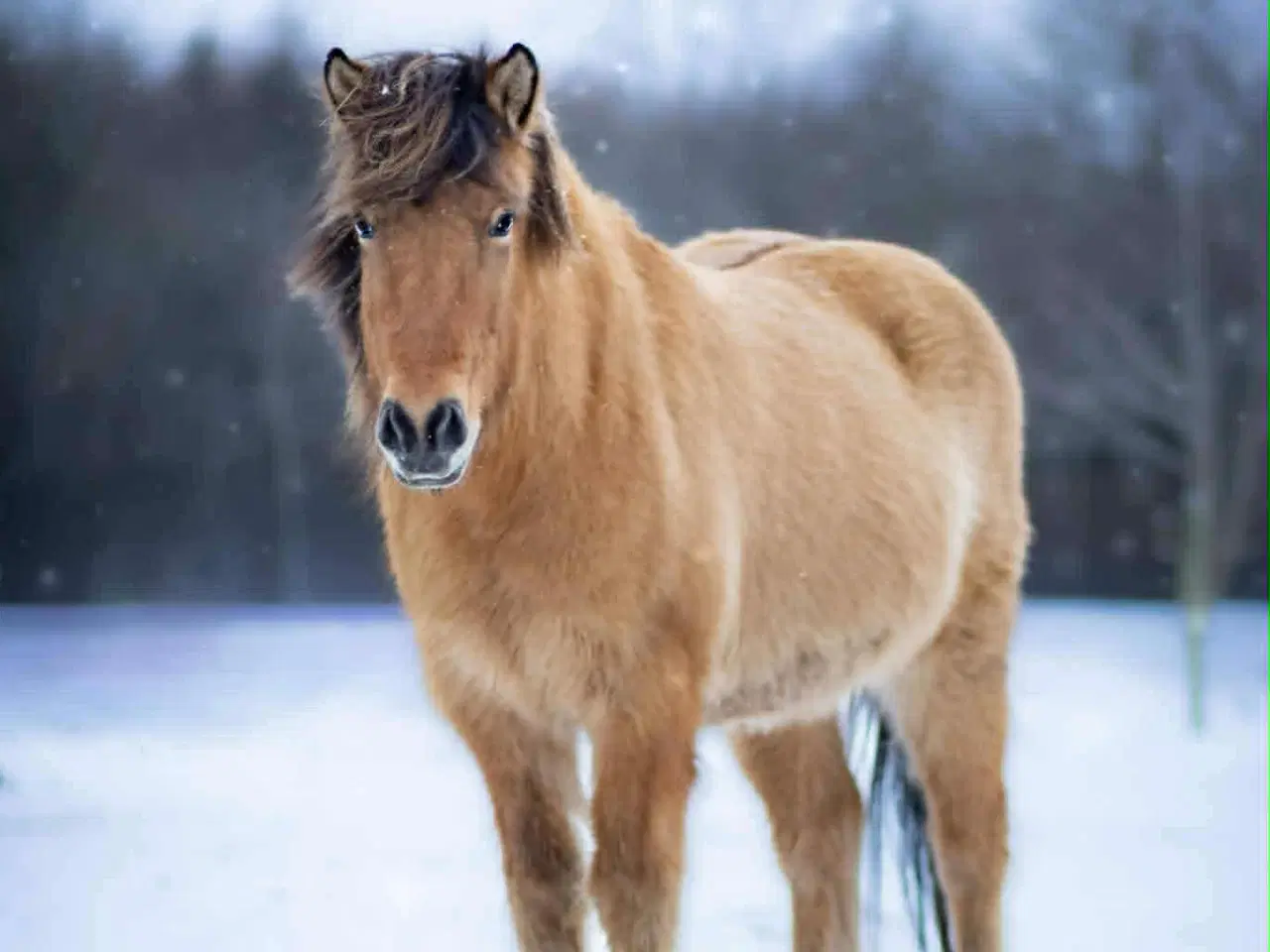 Billede 1 - Lækker blid vallak