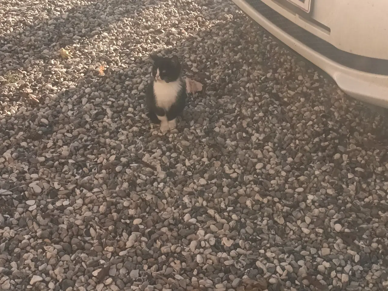 Billede 7 - Dejlige små hunkatte