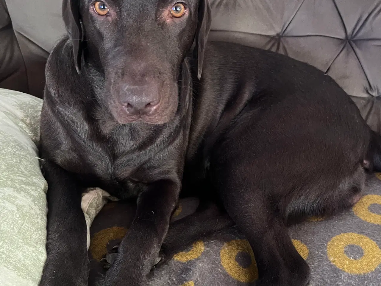 Billede 6 - Beautiful and energetic Labrador puppy - Healthy a