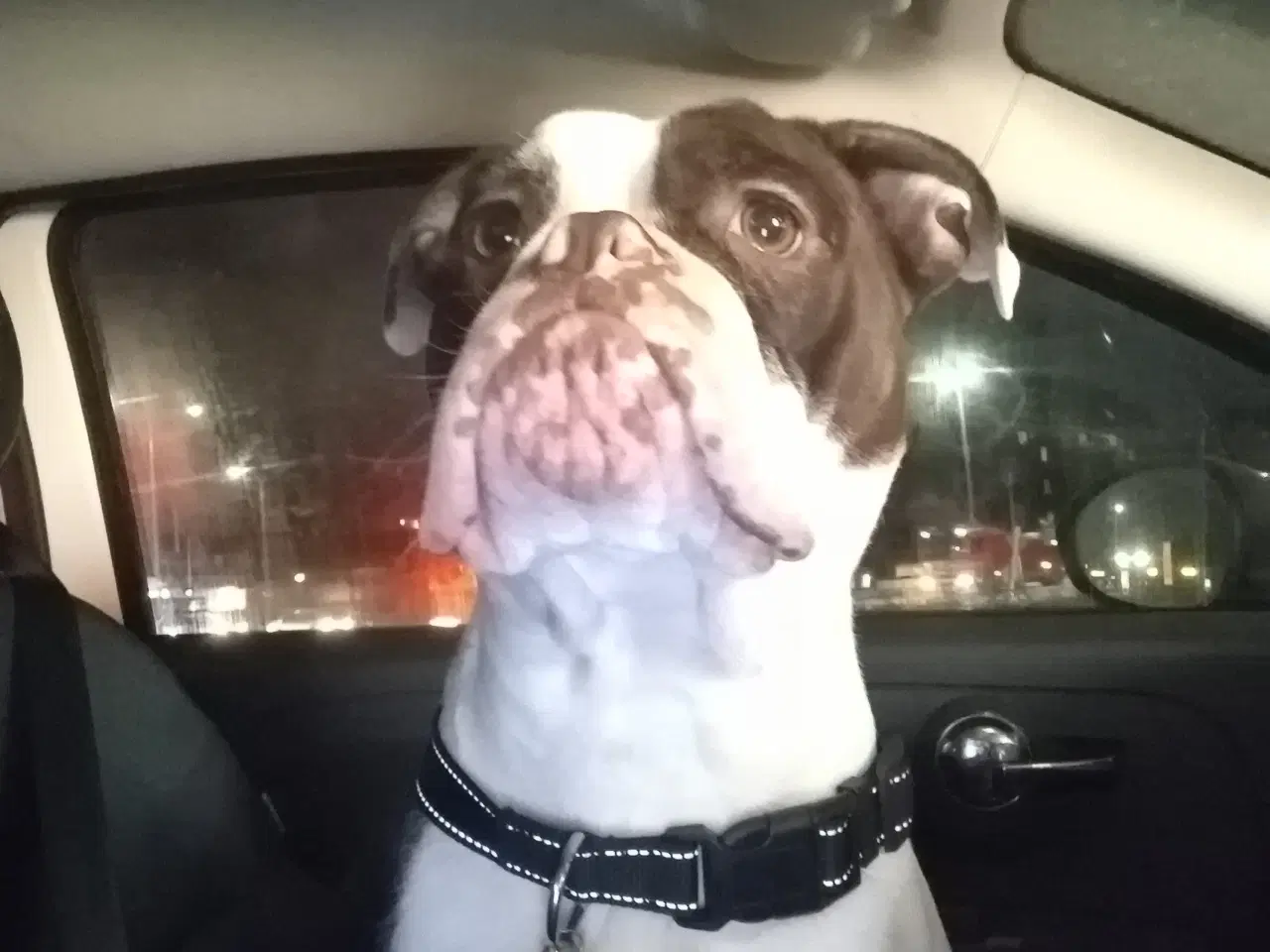 Billede 4 - Old English bulldog 