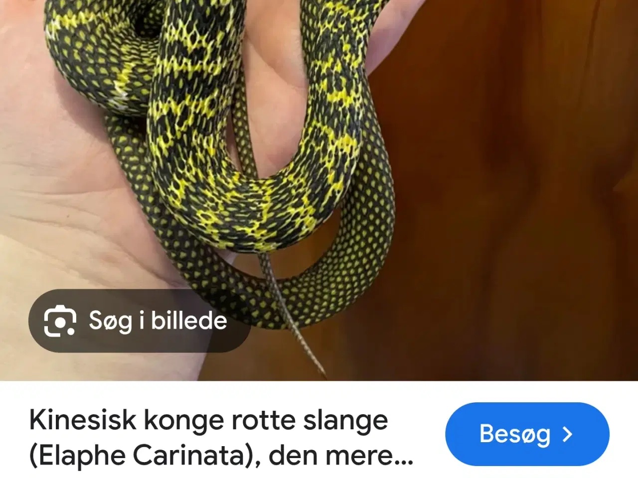 Billede 3 - Elaphe carinata, kinesisk rottesnog