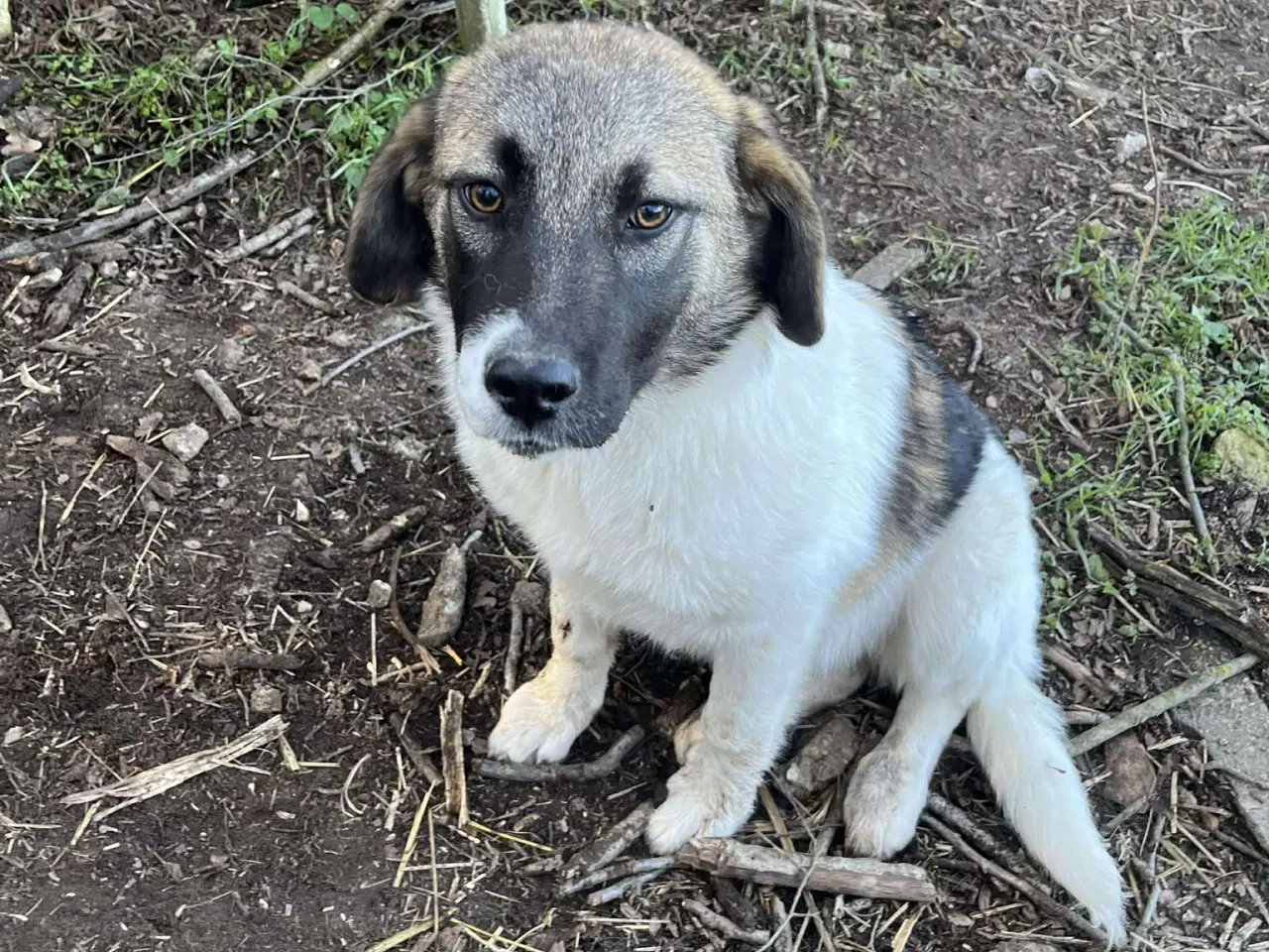 Billede 3 - Savannah drømmer om et hjem 🩷