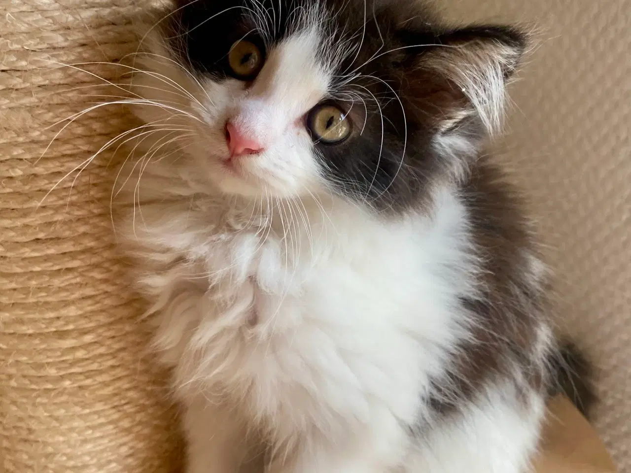 Billede 9 - Maine Coon Perser killinger