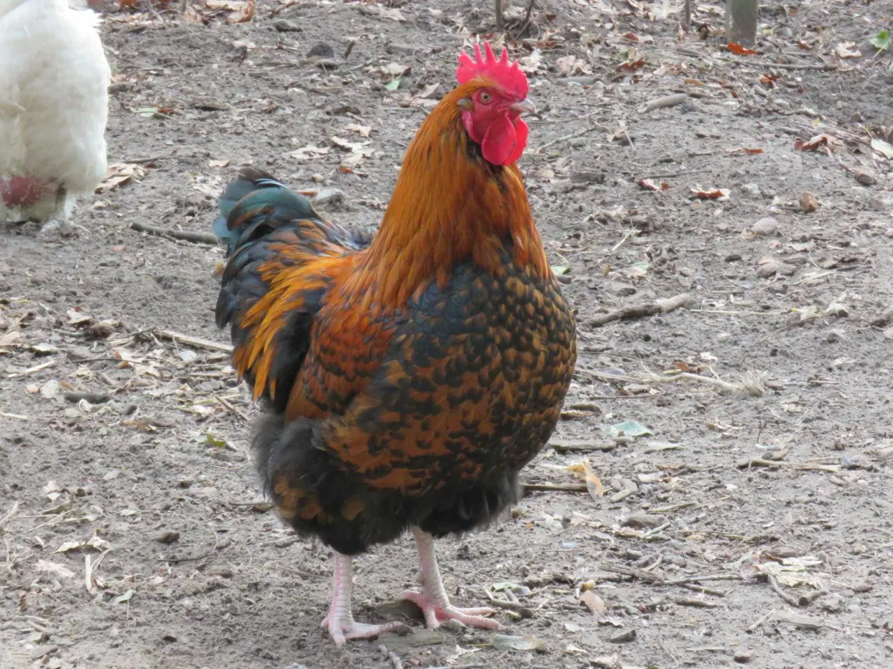 Billede 7 - Haner  blandet racer 