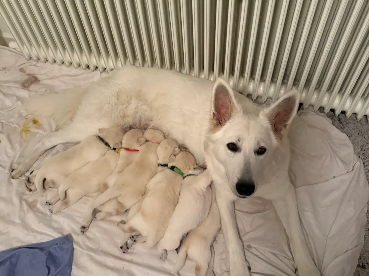 Billede 3 - Julegave til familien se her 