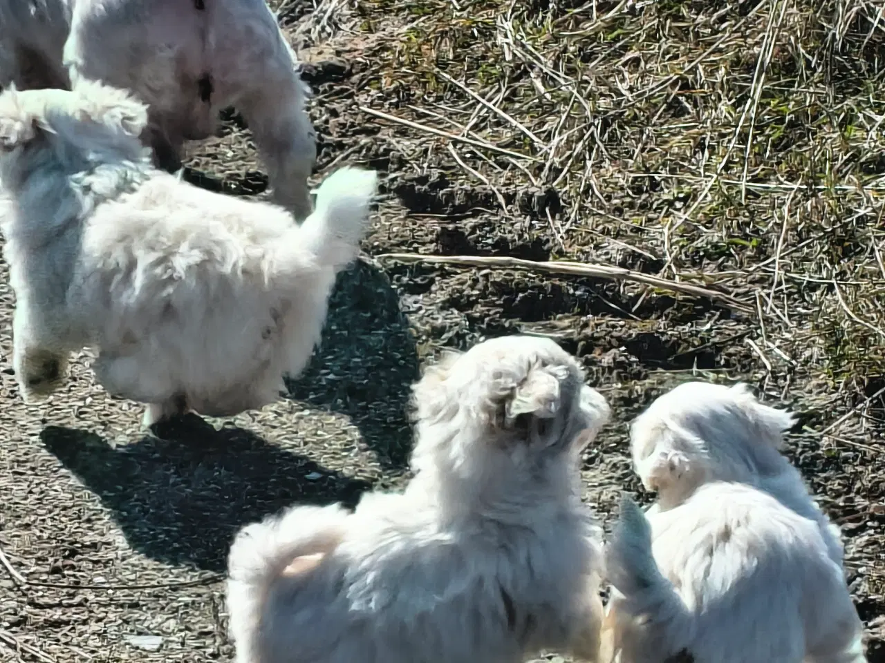 Billede 9 - Maltipoo - malteser hvalpe