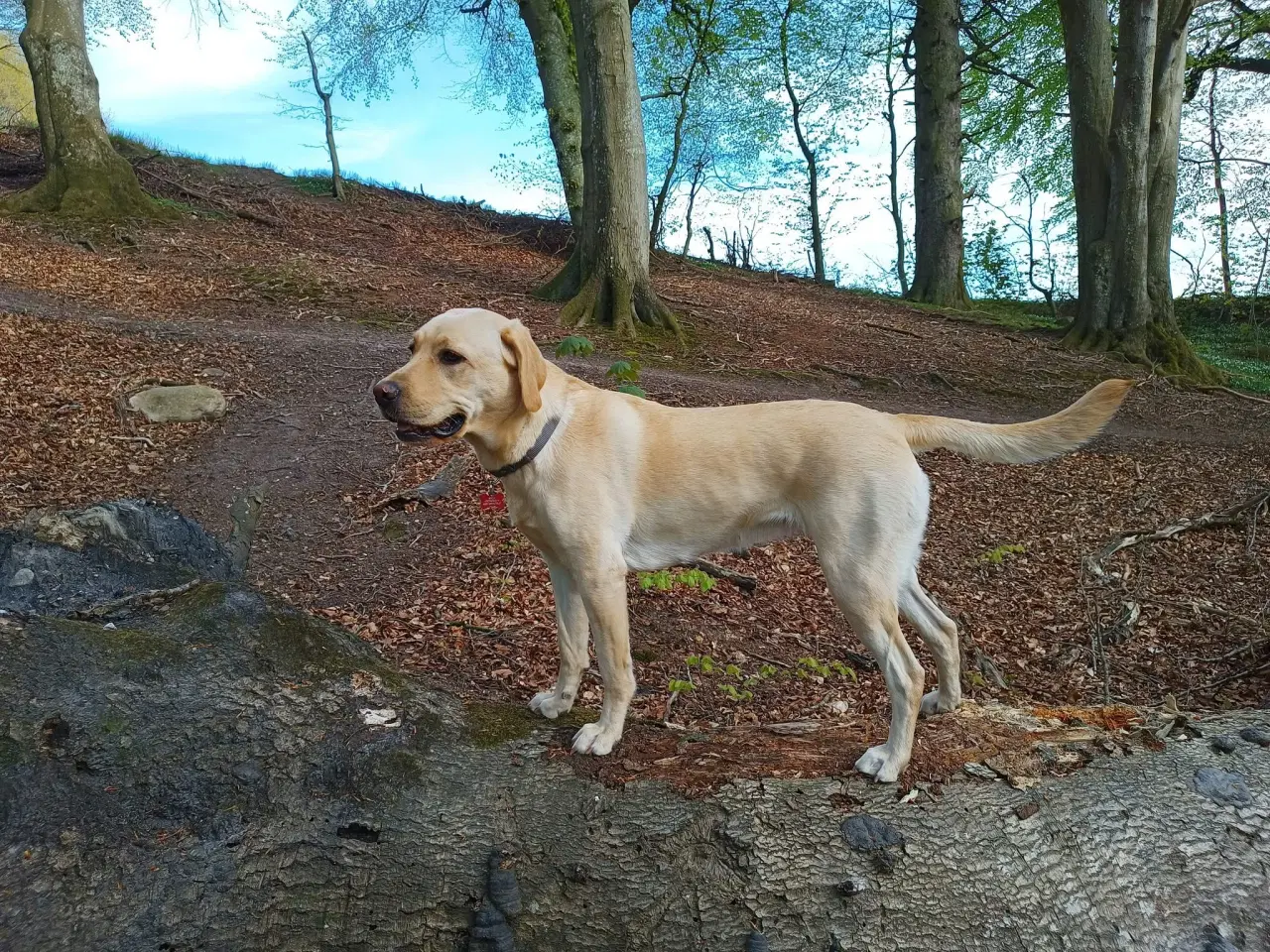 Billede 12 - Labrador hvalpe klar til maj. 