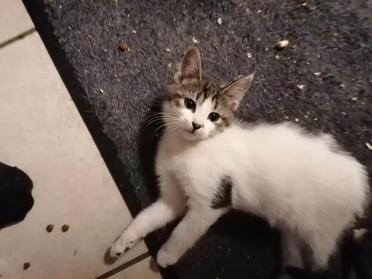 Billede 1 - Hun killing til Salg