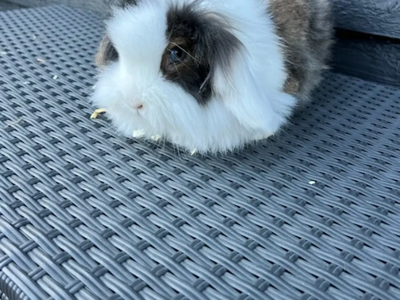 Billede 2 - Kanin nyt hjem 