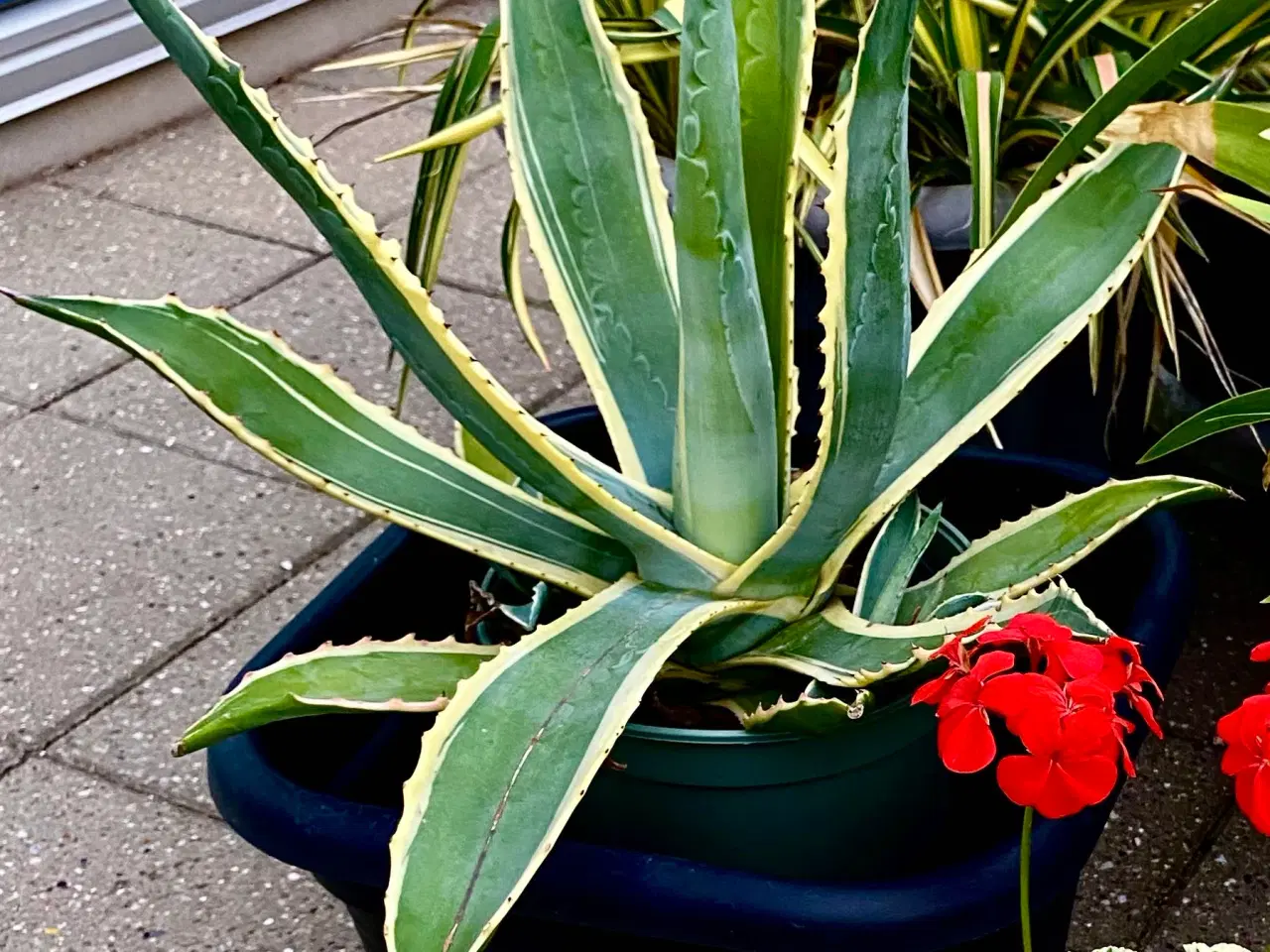 Billede 2 - Pelargonie & Argave. 