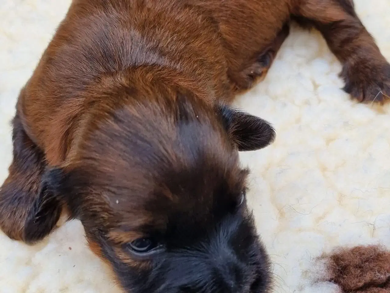 Billede 2 - Bichon Havanais hvalpe med DKK stamtavle