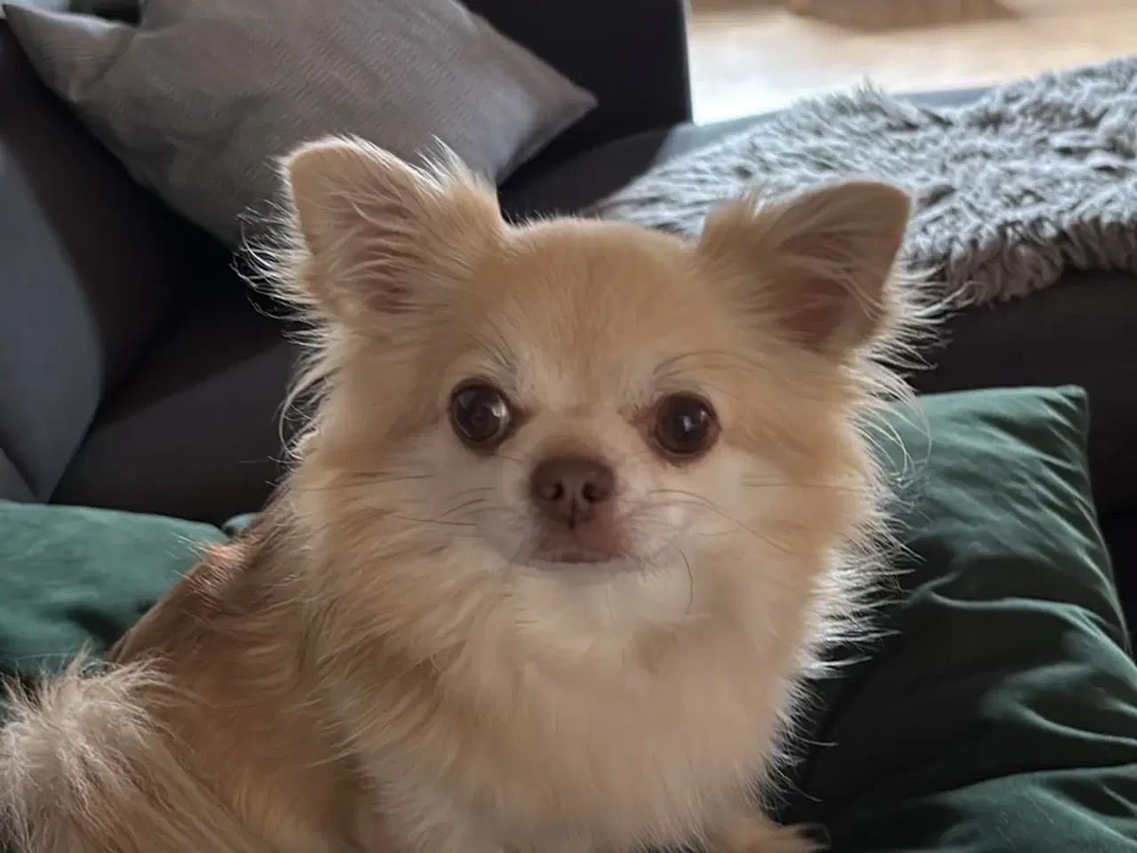 Billede 2 - Hund søger nyt hjem