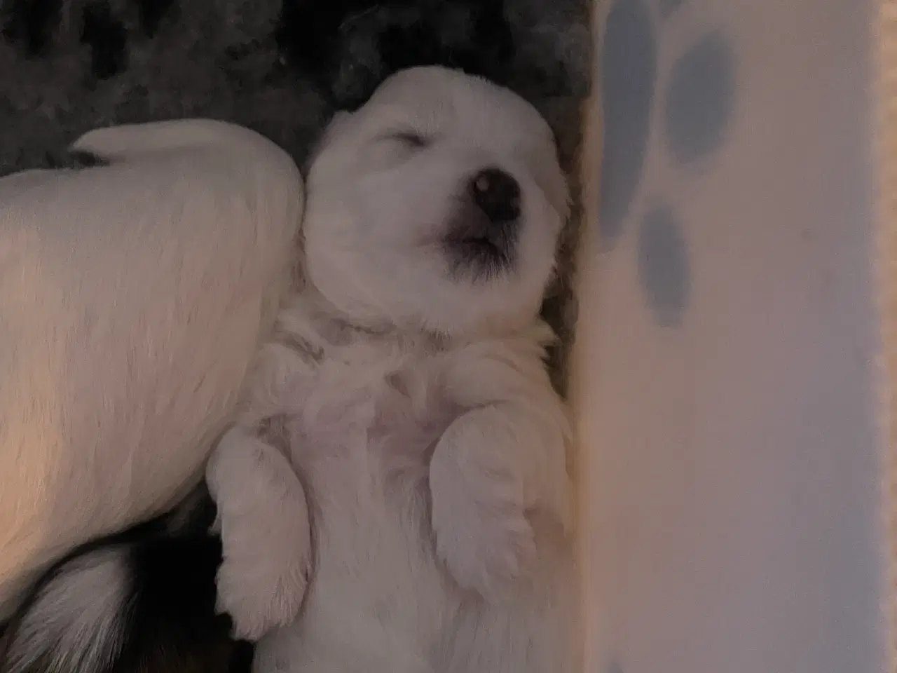Billede 5 - Coton de Tulear hvalpe