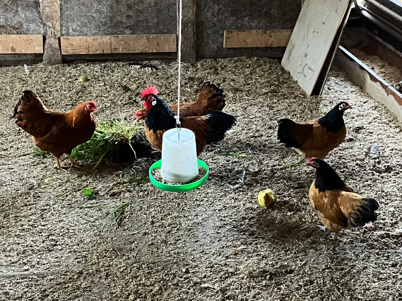 Billede 2 - Dværghønseflok