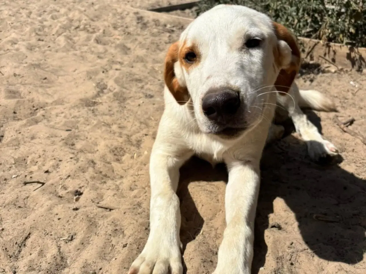 Billede 3 - Smukkeste Falki søger sit helt eget hjem