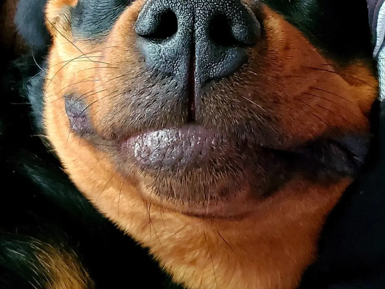 Billede 1 - Søger rottweiller