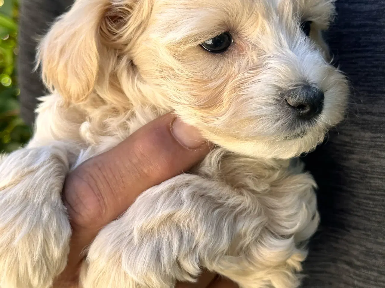 Billede 2 - Maltipoo stueopdræt af DNA testede forældre