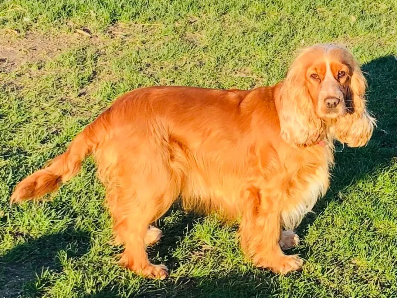 Billede 15 - Engelsk Cocker spaniel