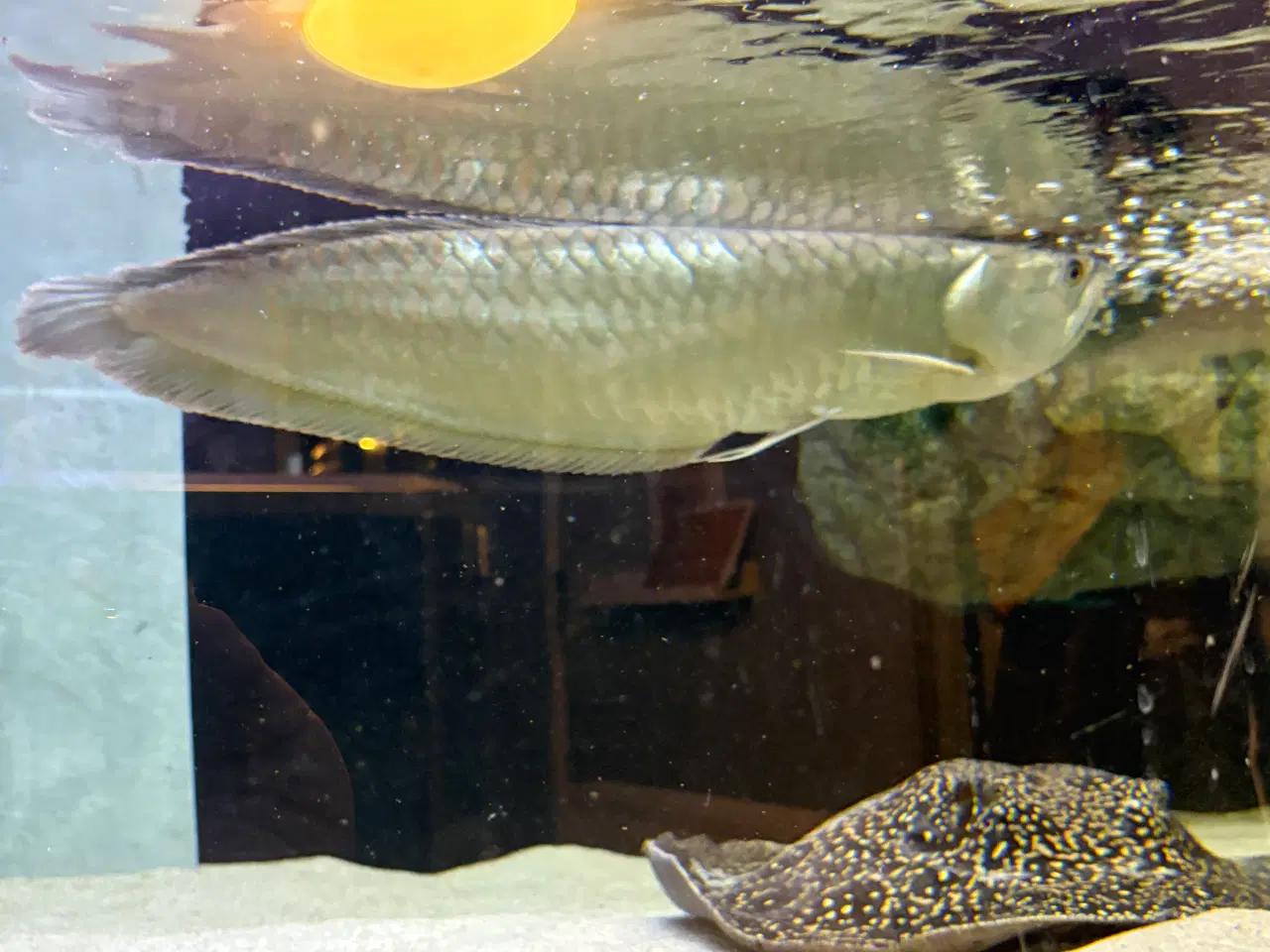 Billede 2 - Silver Arowana 