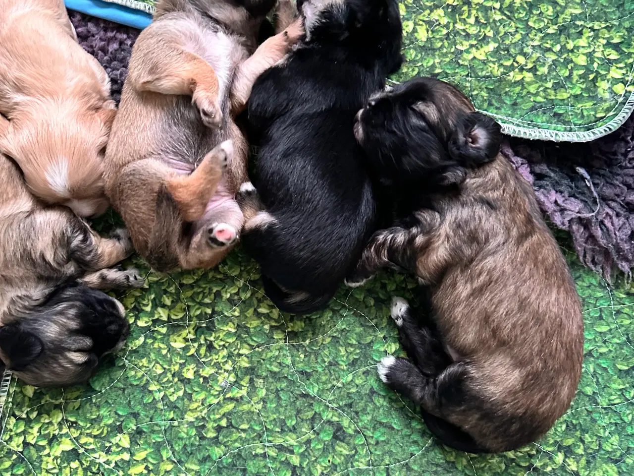 Billede 10 - Hunde valpe malteserblanding