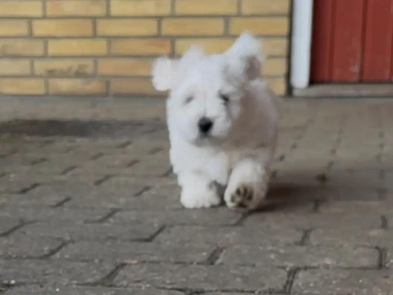 Billede 5 - Coton de Tulear hvalp 8 uger 