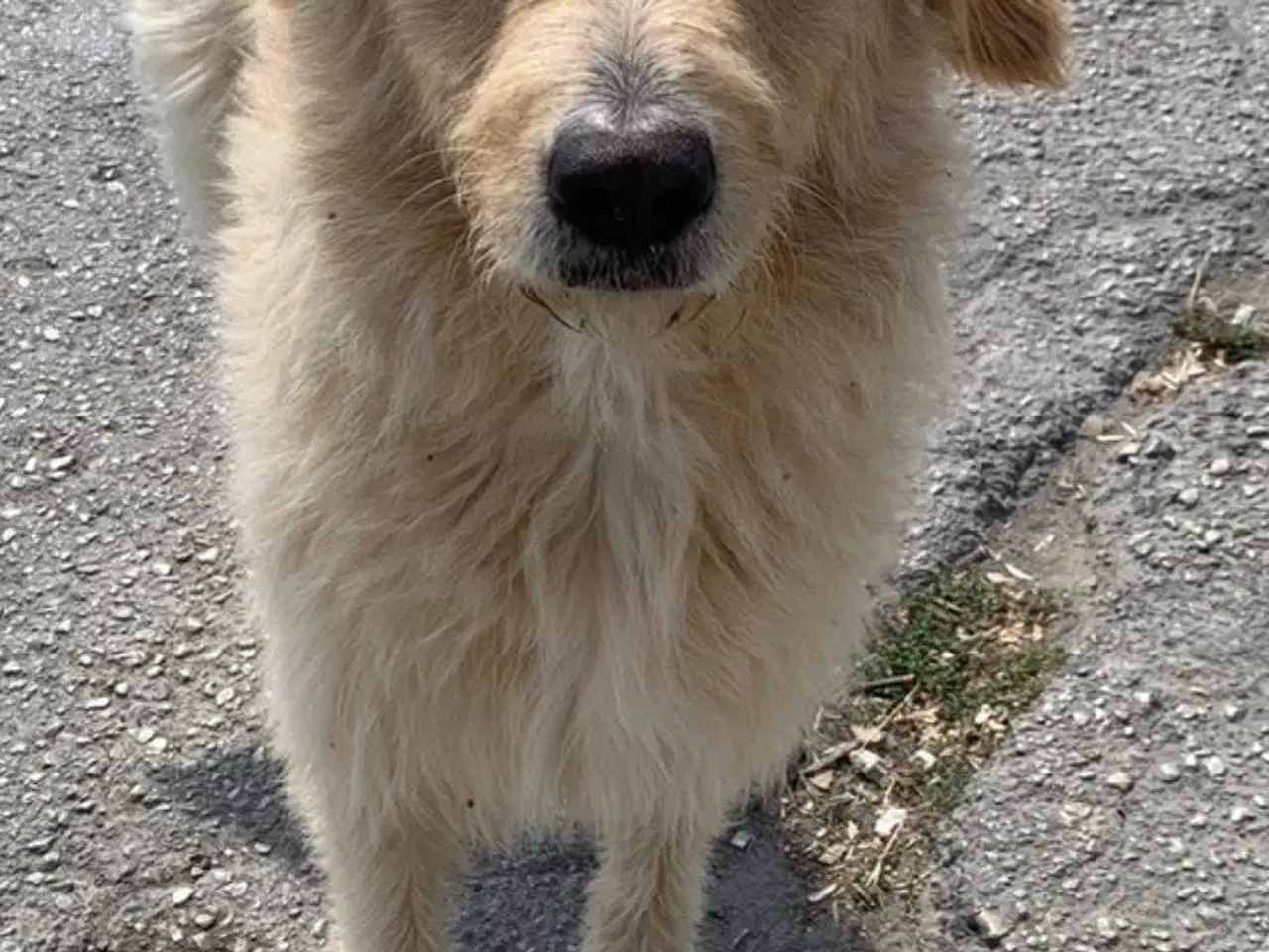 Billede 5 - Nord søger sin egen familie❤️