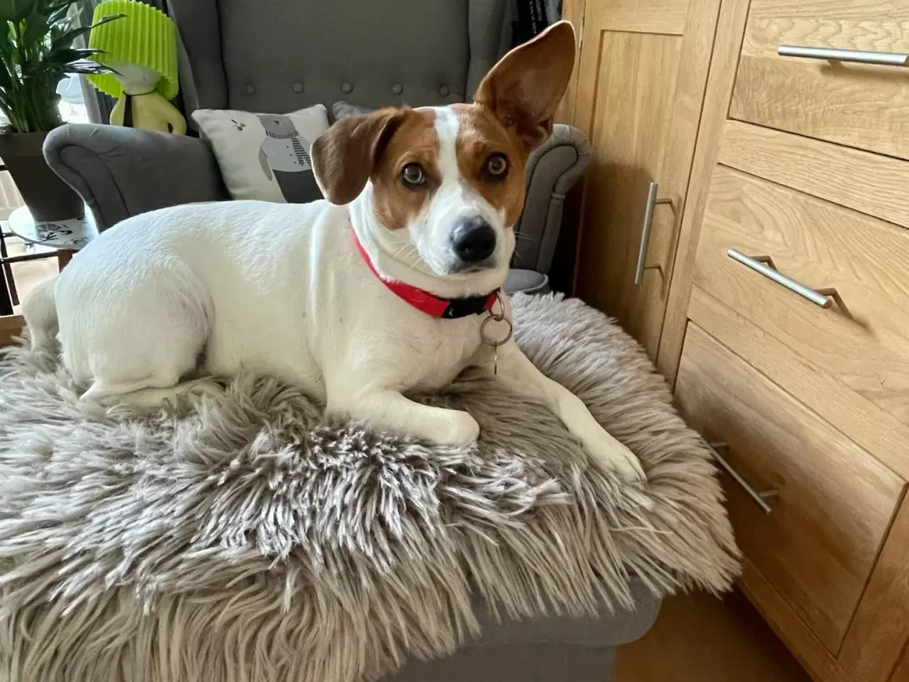 Billede 4 - Jack russell pige 