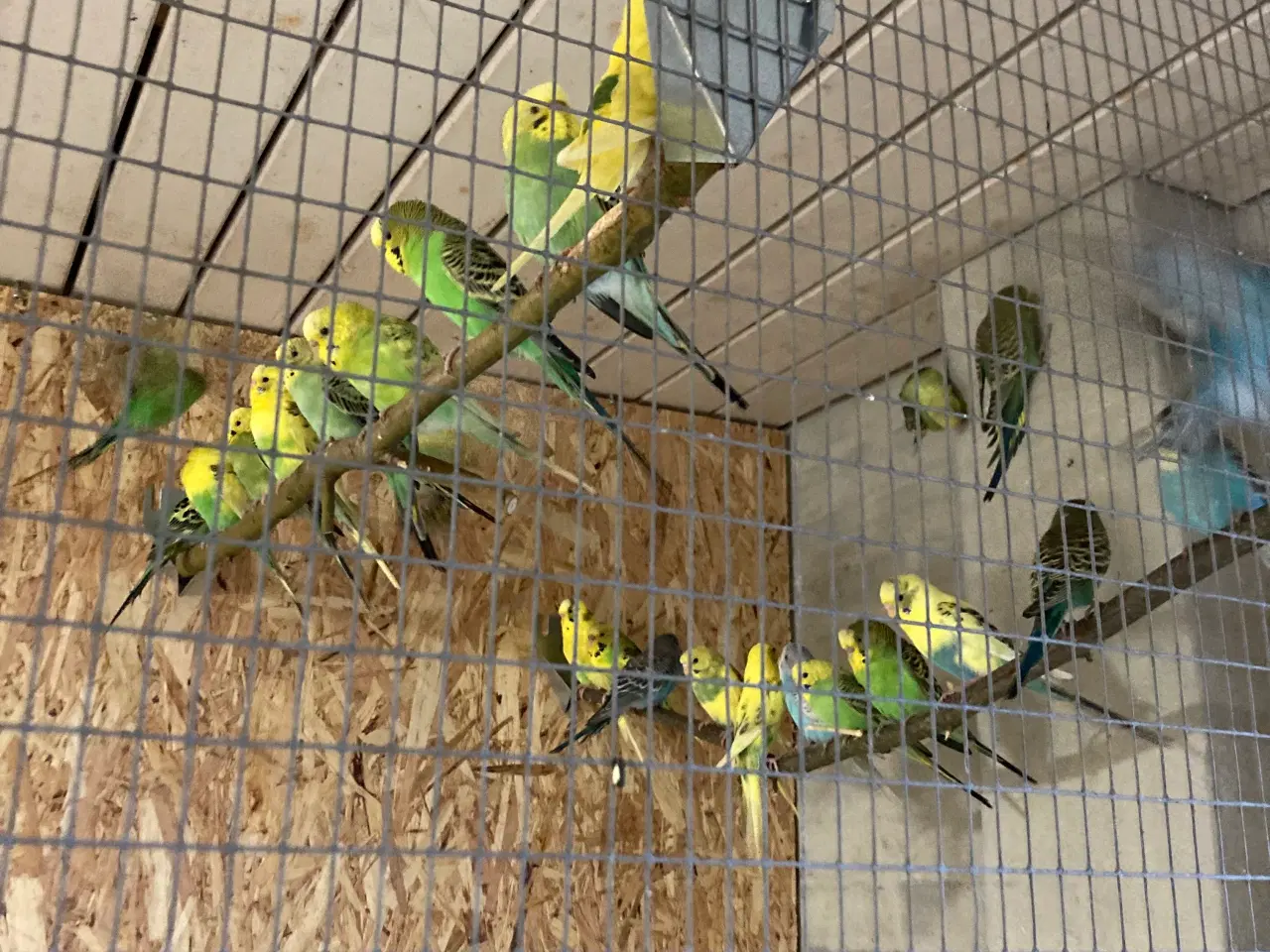 Billede 1 - Undulater unger 100krstk mange flotte