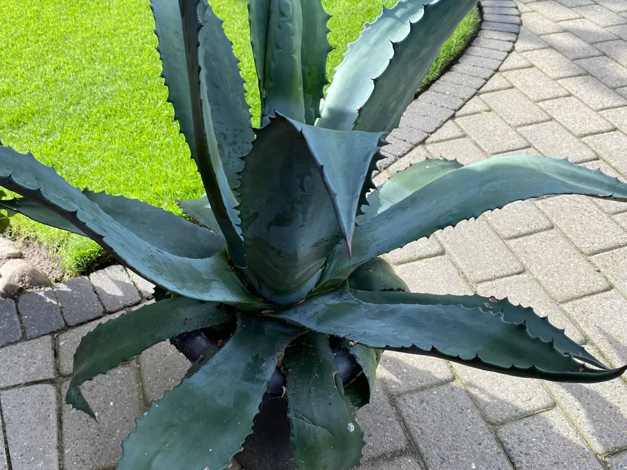 Billede 1 - Agave